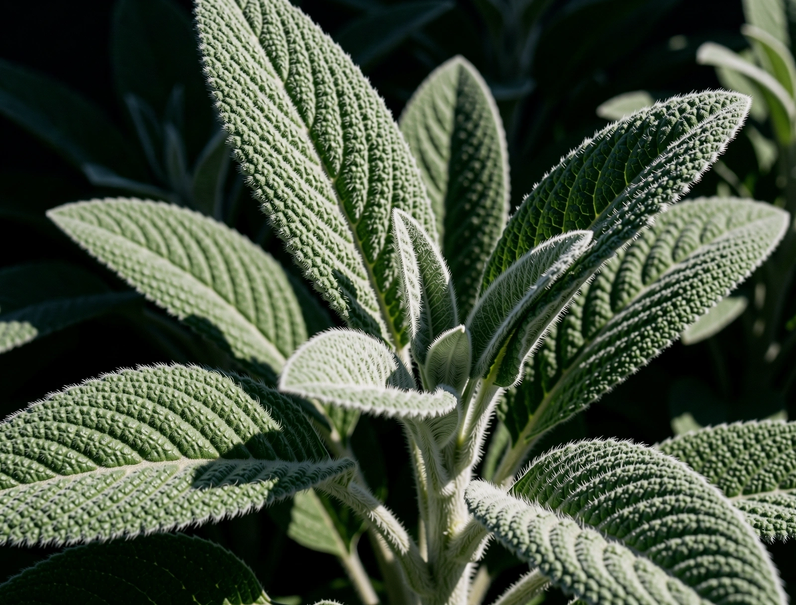 Detailed botanical texture representing biological vitality